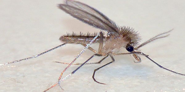 Tatarcık sineği ilaçlama